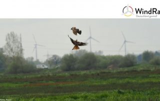 Das Bild zeigt Greifvögel mit Windrädern im Hintergrund.