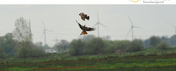 Das Bild zeigt Greifvögel mit Windrädern im Hintergrund.