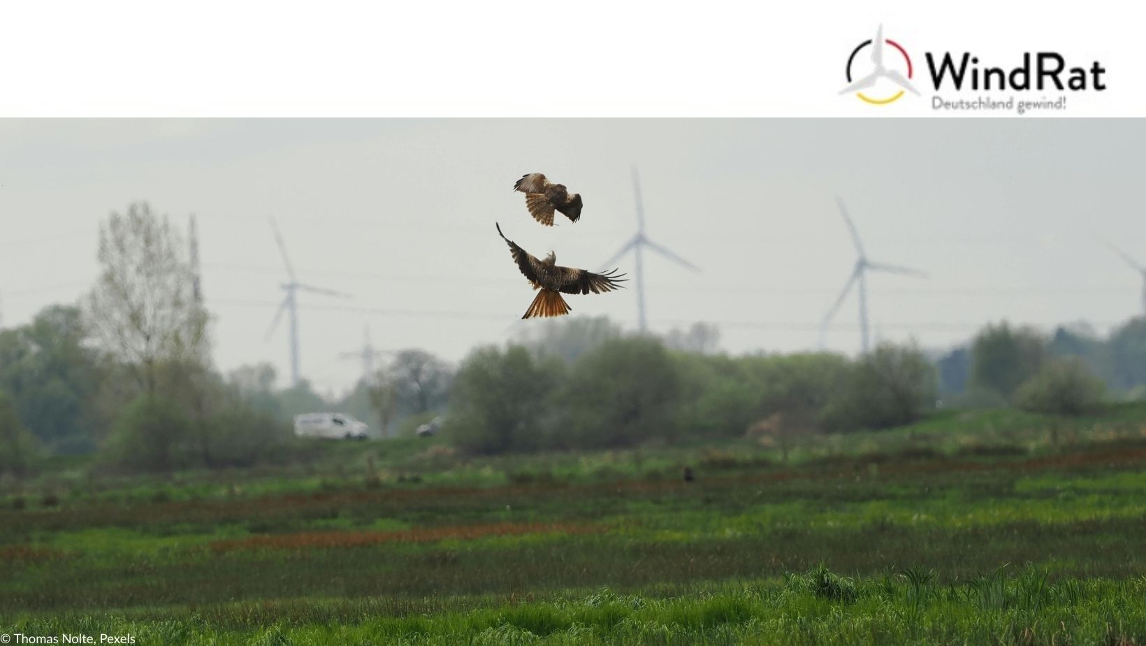 Das Bild zeigt Greifvögel mit Windrädern im Hintergrund.