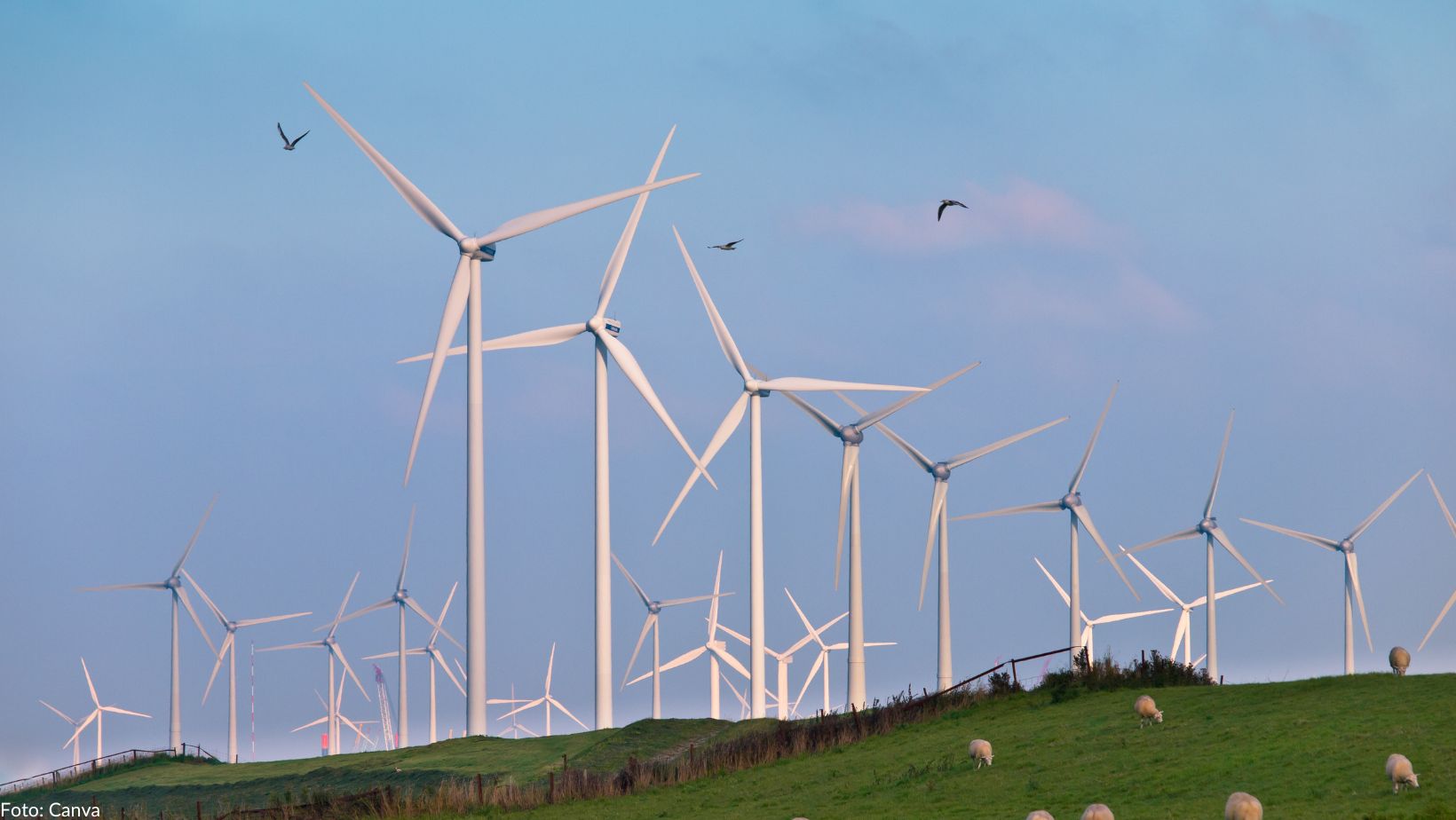 Symbolbild für Faktencheck Windenergie: Man sieht mehrere Windräder auf einer grünen Wiese vor bewölktem Himmel, mit Schafen auf der Wiese und Vögeln um die Windräder.